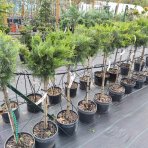  Borievka prostredná (Juniperus x media) ´OLD GOLD´ výška: 80-110 cm, kont. C7L - NA KMIENKU 